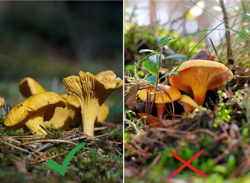 Należy znać różnice pomiędzy pieprznikiem jadalnym (kurką) a lisówką pomarańczową