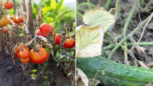 Sprawdź, jak chronić ogórki i pomidory w upały.