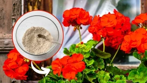 Przygotuj domową mieszankę na kwitnienie pelargonii, a kwiaty będą utrzymywały się aż do pierwszych przymrozków.