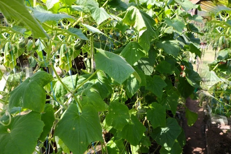 Choć ogórki i pomidory lubią słońce, źle znoszą upały