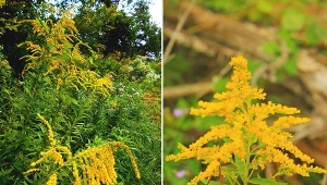 Nawłoć pospolita ma wiele właściwości zdrowotnych. Od wieków jest wykorzystywana w medycynie ludowej.
