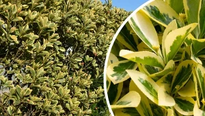 Trzmielina japońska wyróżnia się efektownym wyglądem i niewielkimi wymaganiami.