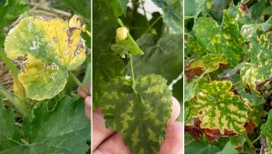 Atakuje maliny, pomidory i róże. Chloroza liści - jak rozpoznać i walczyć z tą chorobą