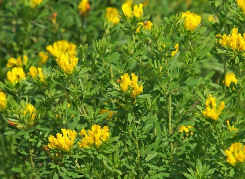 Na pędach szczodrzeńca, oprócz kwiatów, wyrastają eliptyczne liście