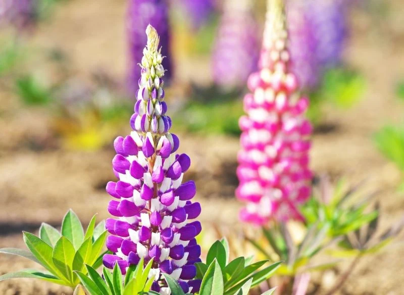 Kwiaty łubinu zebrane w długie, przypominające świece kwiatostany