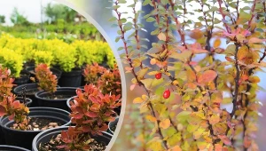 Rozmnażanie berberysów to świetny sposób na pozyskanie darmowych krzewów do ogrodu. Przekonaj się, jakie to proste.