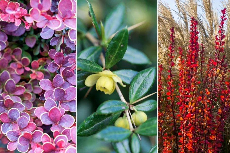 Berberysy to bardzo kolorowe i uniwersalne krzewy