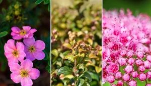 Oto 10 najpiękniejszych krzewów miniaturowych do małego ogrodu