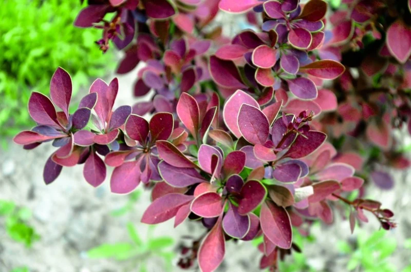 Berberys Thunberga to krzew miniaturowy, który doskonale sprawdzi się w małym ogrodzie