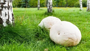 Czasznica olbrzymia to nietypowy grzyb, który potrafi osiągnąć potężne rozmiary.
