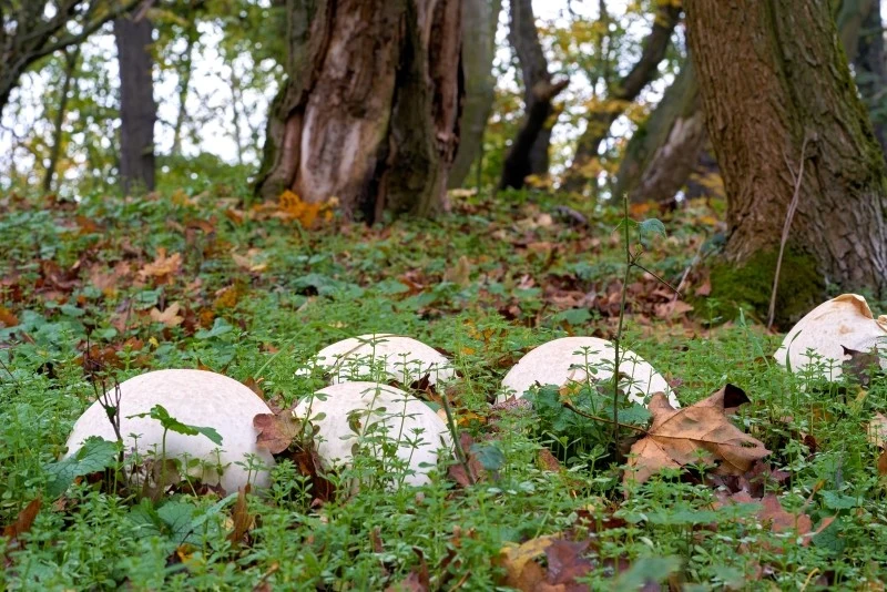 Czasznica olbrzymia ma dość intensywny, lekko pieczarkowy smak