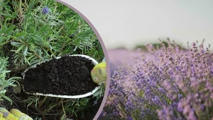 Lawendę można odżywić naturalnym nawozem.