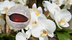 Zrób prostą mieszankę, a storczyki będą zjawiskowo kwitły niemal przez cały rok.