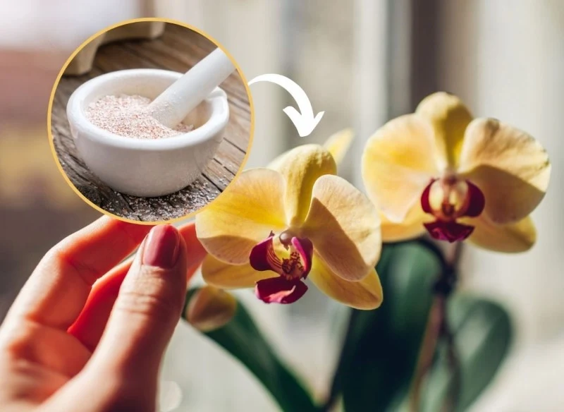Poznaj koreańską metodę uprawy storczyków, dzięki której rośliny będą bujne i zdrowe