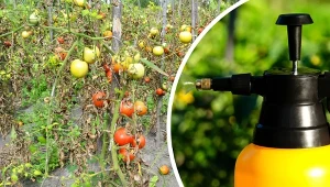Poznaj naturalne sposoby na choroby pomidorów.