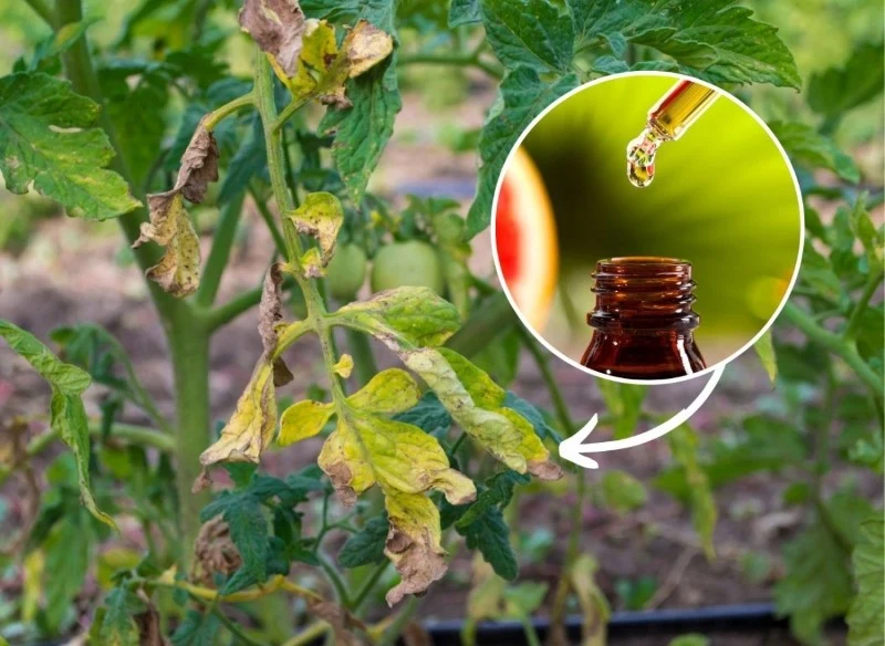 Alternarioza pomidora to groźna choroba grzybowa