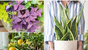 Wiele osób wierzy, że rośliny doniczkowe mogą wprowadzić do mieszkania dobrą energię i szczęście.