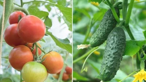 Ziemia po uprawie ogórków i pomidorów może być jałowa. Poznaj rośliny, które wzbogacą ją i będą dobrze na niej rosnąć.