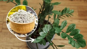 Podpowiadamy, jak pobudzić zamiokulkasa do wzrostu.