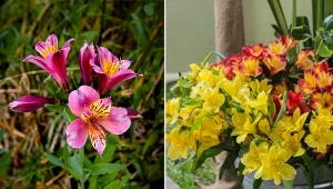 Alstremeria ogrodowa – chilijska kuzynka lilii. Uprawa i rozmnażanie alstremerii