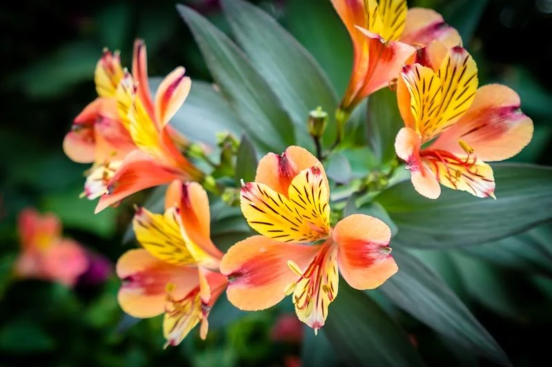 Kolor kwitnienia alstremerii ogrodowej jest uzależniony od jej odmiany