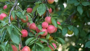 Ałycza rodzi kwaskowate owoce, które są często mylone z mirabelkami.