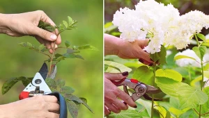 Sprawdź, jakie rośliny przycinamy w sierpniu i dlaczego.