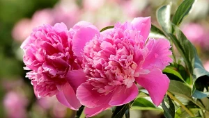 Piwonie doskonale nadają się do bukietów.