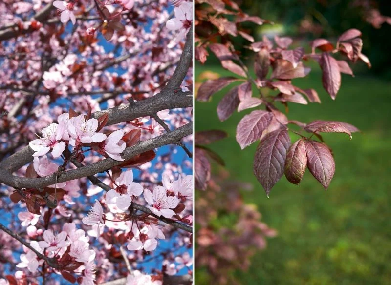 Ałycza może mieć bordowe liście i jasnoróżowe kwiaty