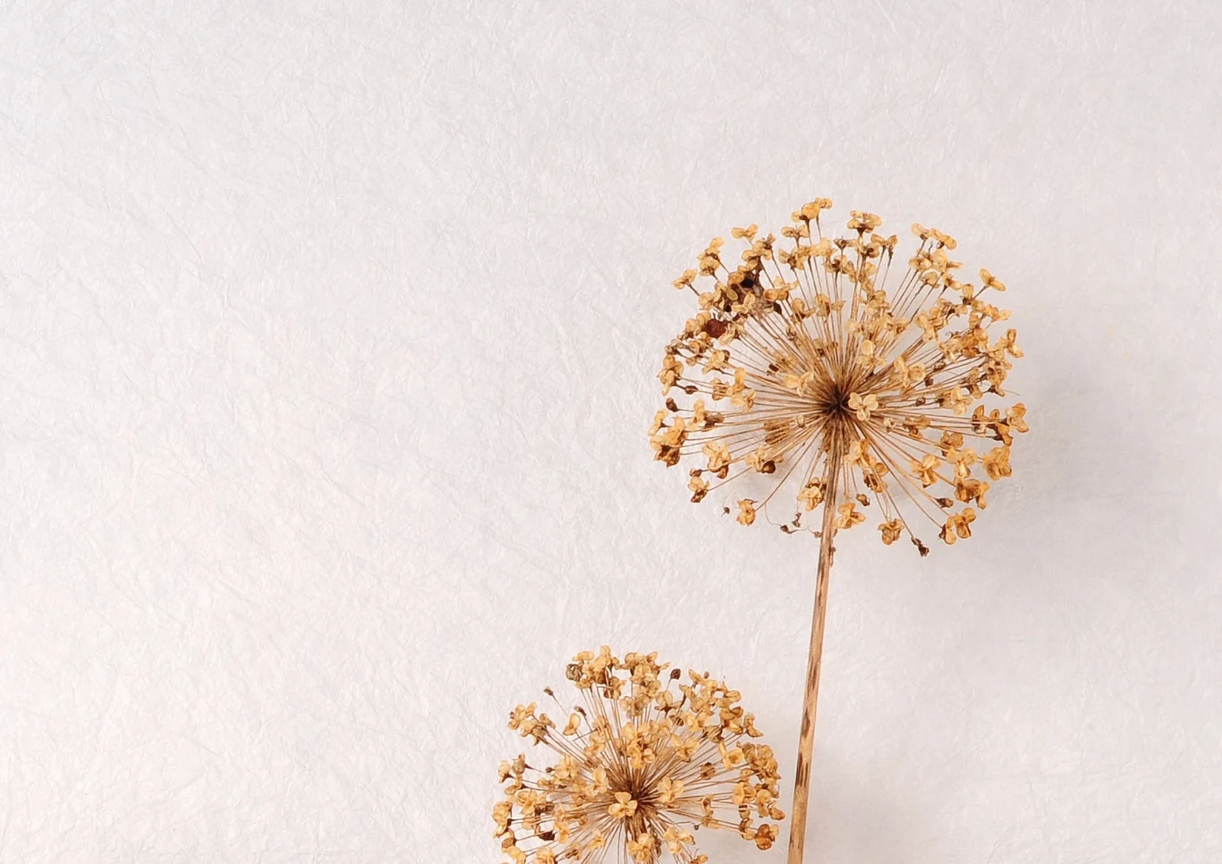 Wyschnięte kwiatostany czosnku ozdobnego sprawdzą się jako element dekoracyjny