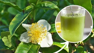 Z liści herbaty chińskiej można zrobić oprysk na szkodniki.