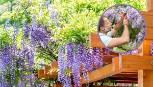 Kwiaty glicynii przybierają pastelowe kolory i zebrane są w puszyste kiście.