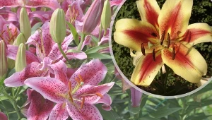 Lilia drzewiasta nie jest wymagająca. Odrobina poświęconej jej uwagi sprawi, że twój ogród nabierze orientalnego charakteru.