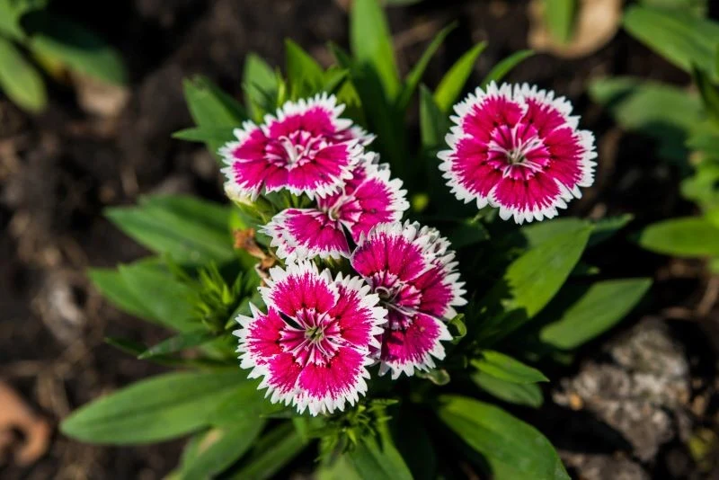 Kwiaty goździka pierzastego mają charakterystycznie postrzępione płatki