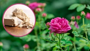 Lato to czas, gdy róże wymagają naszej szczególnej uwagi.