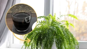 Sprawdź, jak przygotować domowy nawóz do paproci, który sprawi, że roślina będzie bujnie rosła.