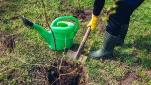 Zakładanie sadu na działce to dużo pracy, ale także wspaniałe doświadczenie!