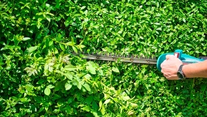 Ostatnie cięcie żywopłotów w sezonie. Jakie żywopłoty trzeba przyciąć na koniec lata?