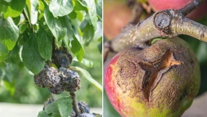 Choroby drzew owocowych – opisy, zdjęcia, zwalczanie, opryski