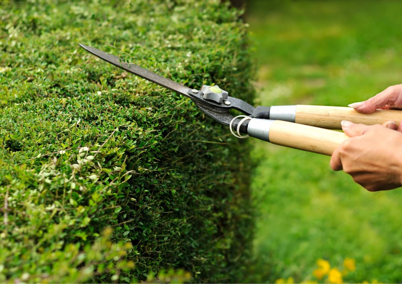 Można wybrać kilka narzędzi do przycinania płotu.