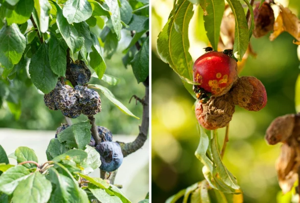 Brunatna zgnielizna drzew pestkowych