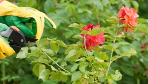 Okulizacja róż to jeden z ciekawszych sposobów na rozmnażanie.