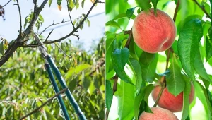 Przycinanie brzoskwini przeprowadzamy w trzech terminach.