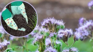 Rośliny na nawozy zielone poprawiają jakość gleby.