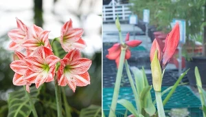 Potrafi zakwitać co roku przez 40 lat.  Amarylis - uprawa i pielęgnacja
