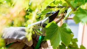 Winorośl wymaga bardzo silnego i regularnego cięcia.