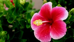 Hibiskus czasem nazywany jest chińską różą.