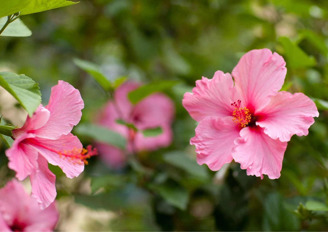 Hibiskus to roślina wymagająca
