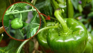 Silne deszcze niszczą paprykę. Co trzeba zrobić z papryką w sierpniu, by dobrze owocowała?