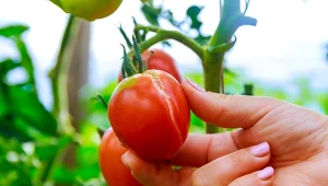 Najgorsza odmiana pomidorów, owoce pękają na krzaku jeden po drugim. Ogrodnik łapie się za głowę